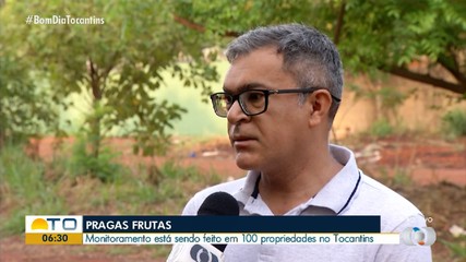 Monitoramento de pragas de frutas é feito em cerca de 100 propriedades no Tocantins