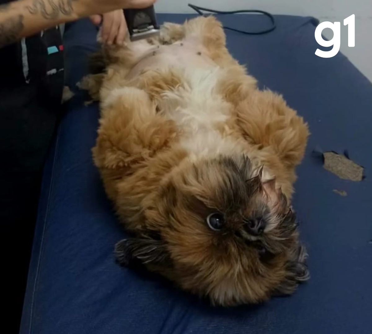 VÍDEO: conheça cachorrinha que viralizou ao fazer exame ao vivo em jornal de MT