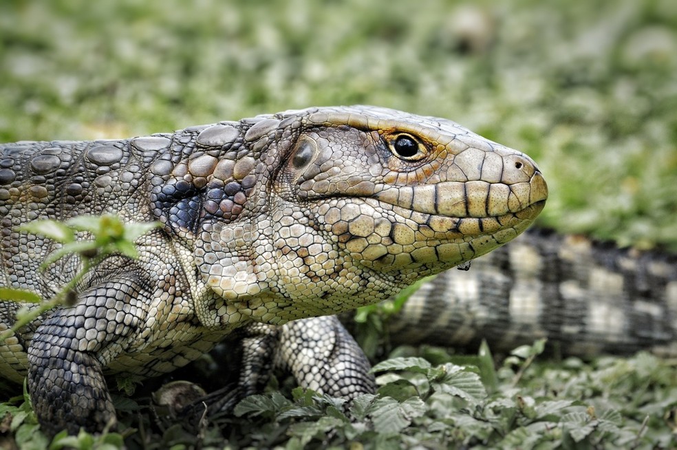 Víbora-do-pantanal é um dos maiores lagartos do Brasil — Foto: Rafael Albo_vibora