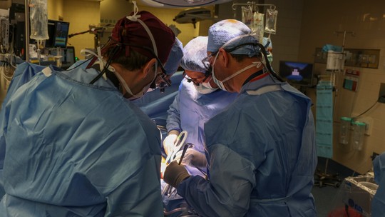 Primeiro paciente a receber rim de porco morre 2 meses após cirurgia - Foto: (Massachussets General Hospital)