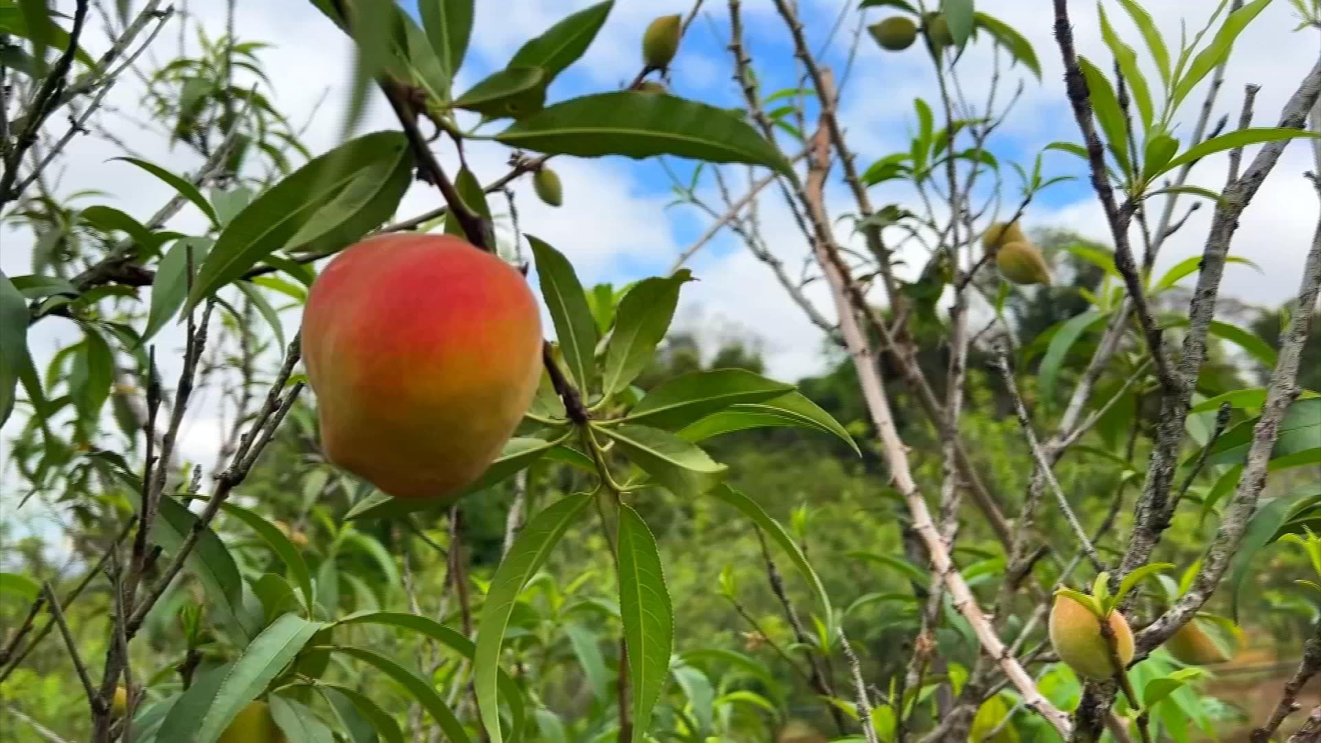 Clima atrapalha e produção de pêssego despenca no interior de SP