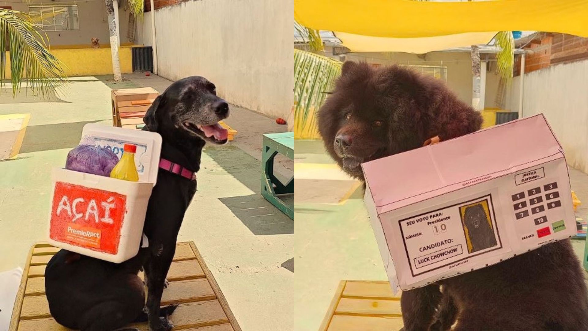 De cuba de açaí a urna eletrônica: tutores capricham no dia da 'mochila maluca pet', no AP; FOTOS
