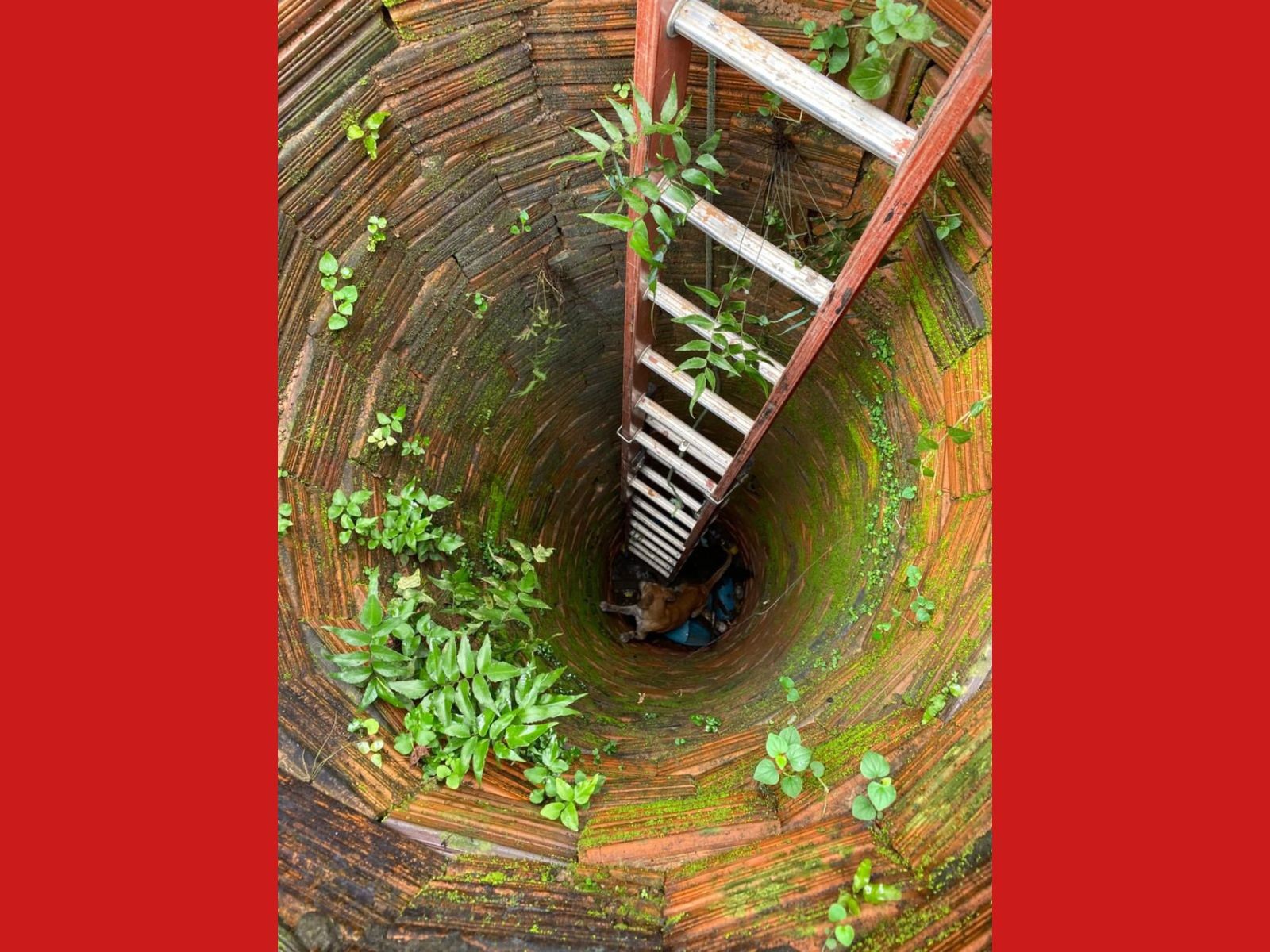 Cachorro é resgatado por bombeiros após cair em poço de quase 6 metros no interior do Acre; VÍDEO