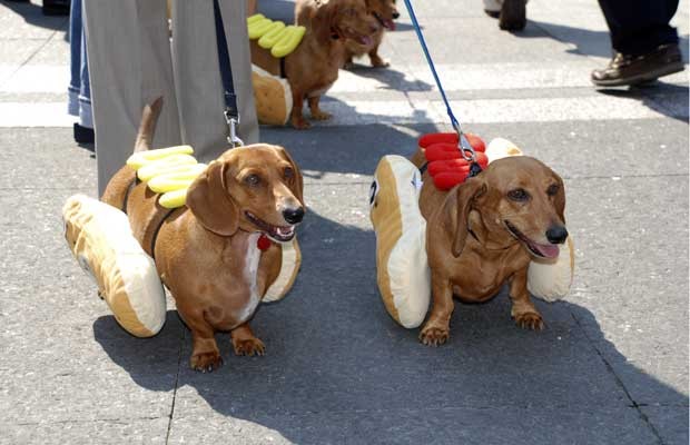 Rolê canino: Encontro de 'salsichinhas' e golden acontece no Jardim Norte no fim de semana