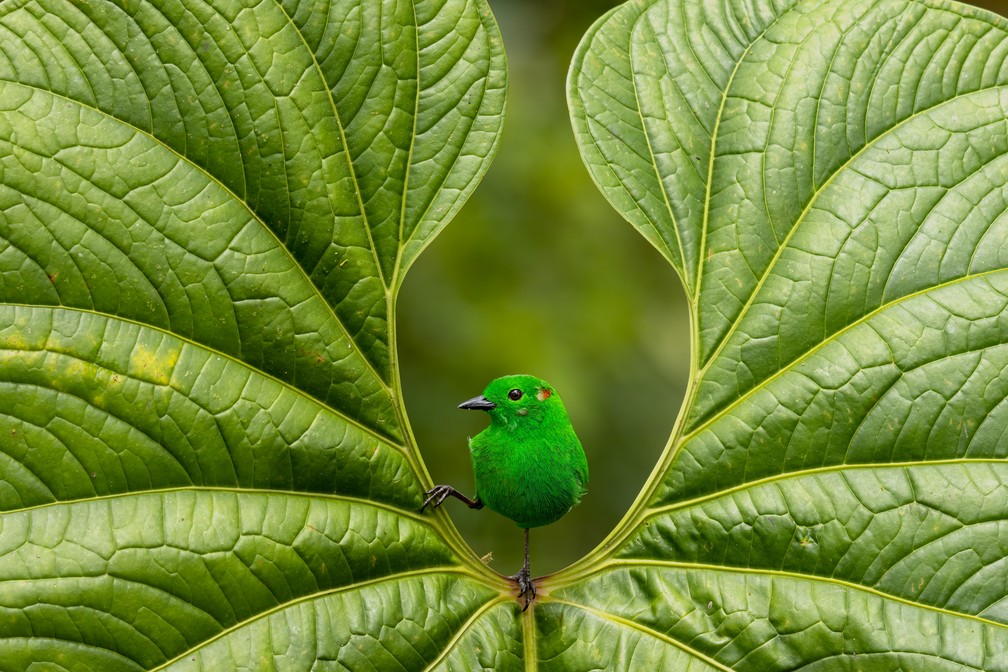 'Verde brilhante' - Foto vencedora na categoria Melhor Retrato — Foto: Nicolas Reusens/Bird Photographer of the Year