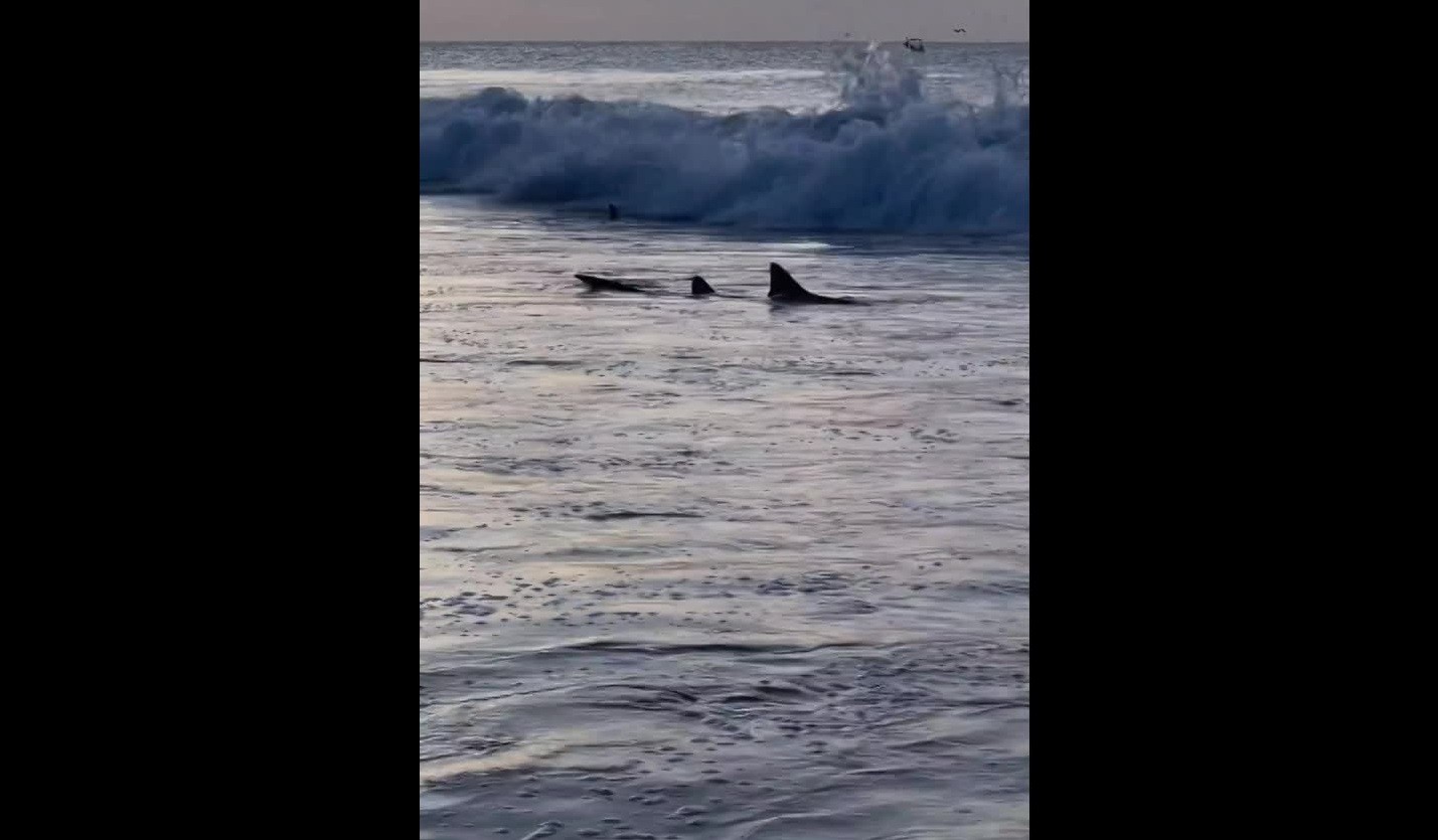 Vídeo mostra tubarões perto da areia em Fernando de Noronha; 'é algo extremamente raro no resto das praias do Brasil', diz bióloga