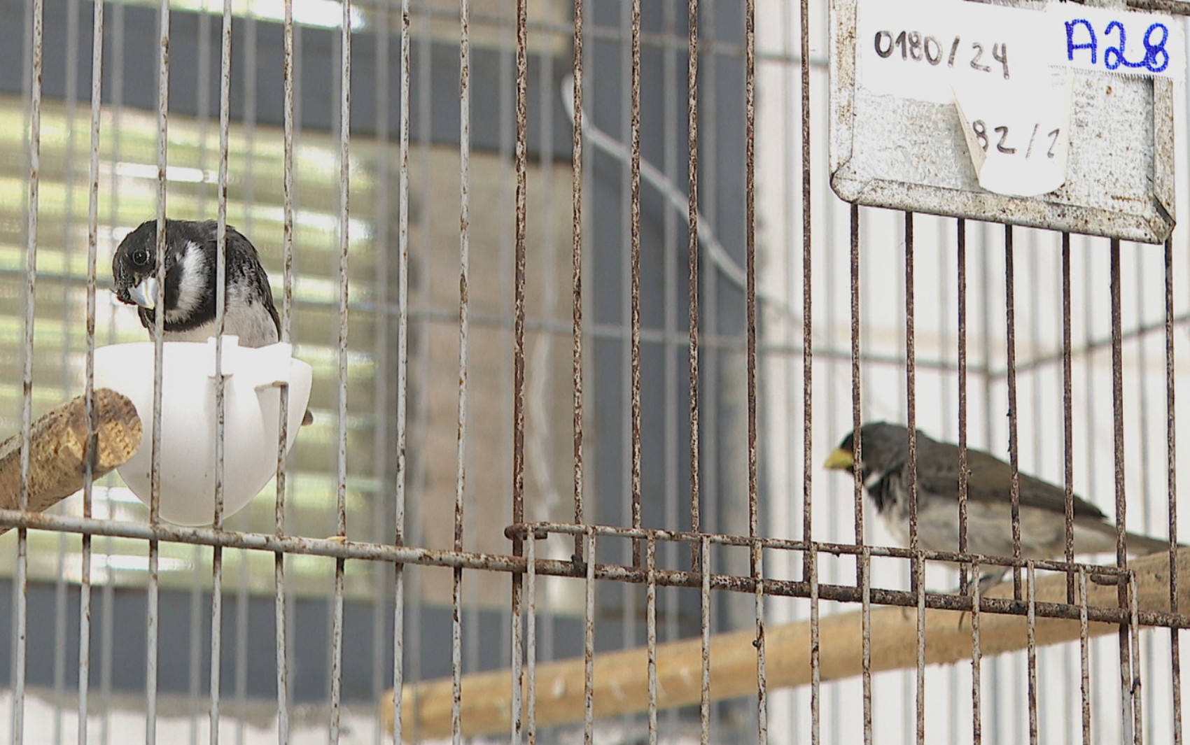 Como resgate de animais se tornou 2º tipo de ocorrência mais atendido pelos bombeiros em Ribeirão Preto