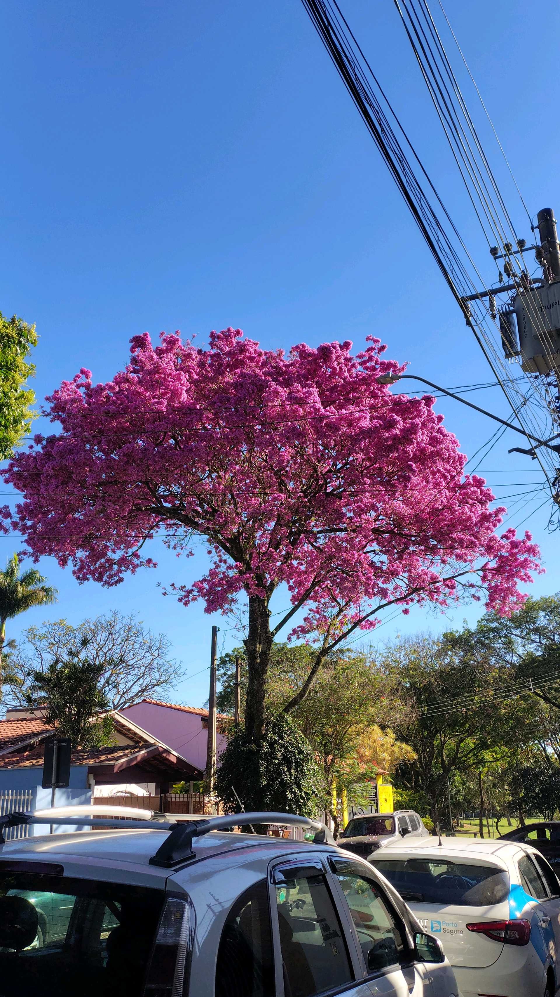 Ipê-rosa no Jardim Estoril, em São José dos Campos. — Foto: Marta Rizzi/Vanguarda Repórter