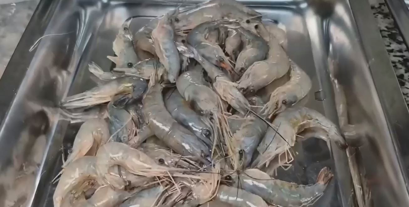 Pesquisa da Ueap cria petiscos e farinhas a partir de restos de pescado que seriam descartados