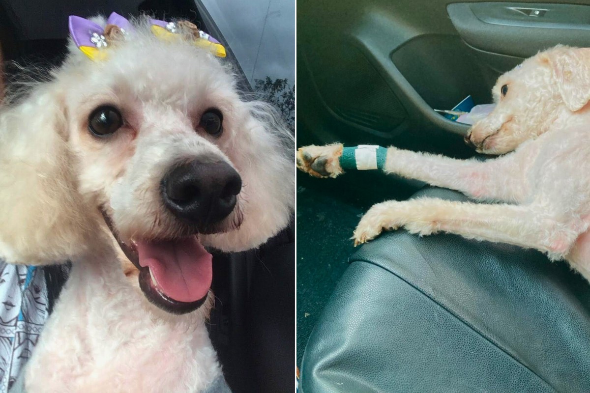 Poodle morre após ataque de pit bull sem focinheira em estacionamento de pet shop no litoral de SP