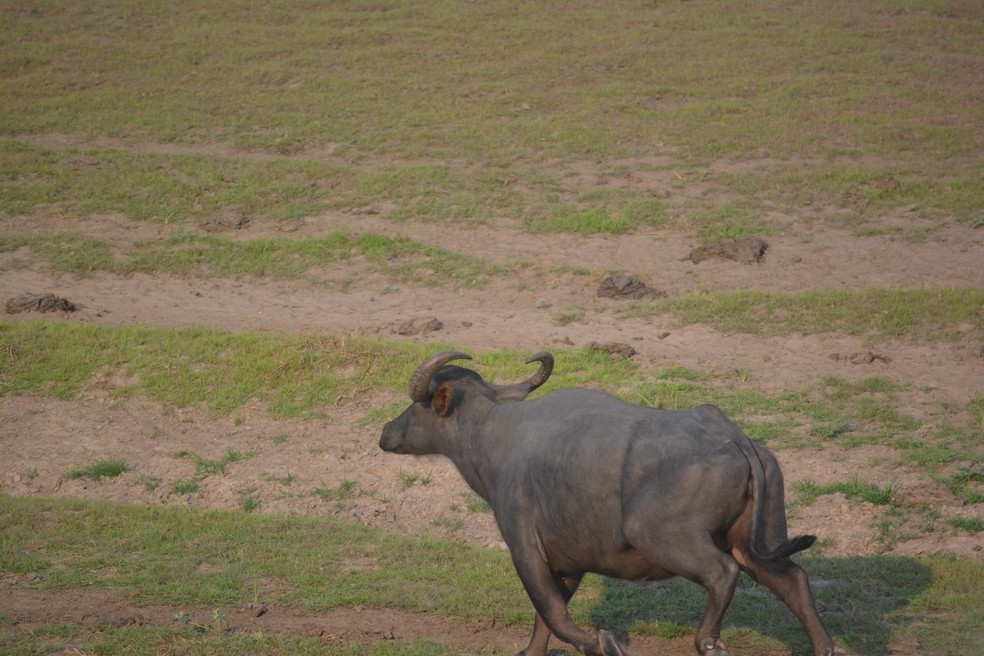 Búfalos vivem sem controle e monitoramento há mais de 60 anos em Rondônia — Foto: Acervo NGI Cautário-Guaporé