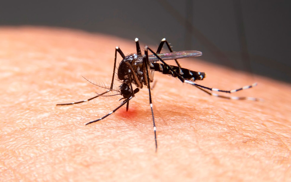 Doença provocada pelo mosquito Aedes aegypti pode levar a morte. — Foto: Adobe Stock