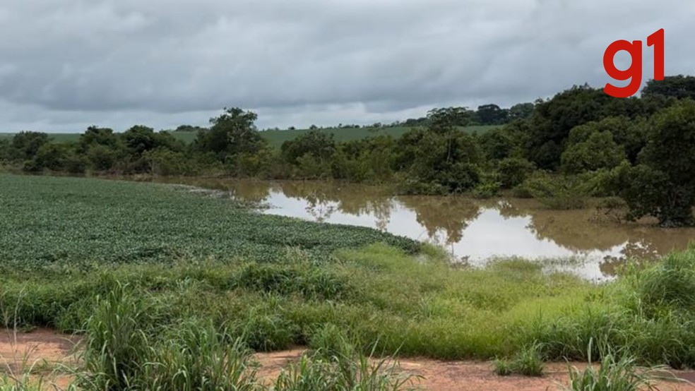 Chuvas fizeram com que a água do rio às margens da fazenda invadisse a plantação em Planalto da Serra — Foto: Arquivo pessoal