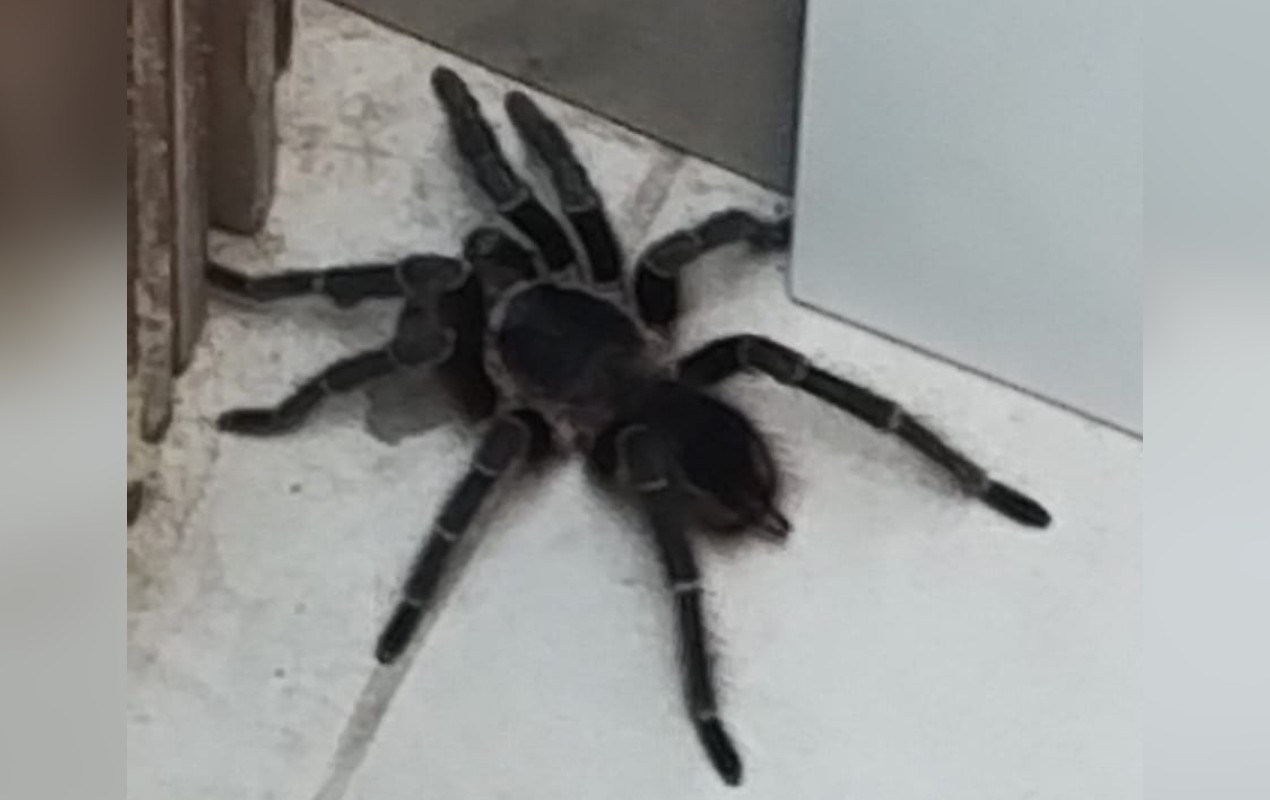 Vizinha de terreno com mato alto encontra aranha 'do tamanho da palma da mão' dentro de casa em Sorocaba