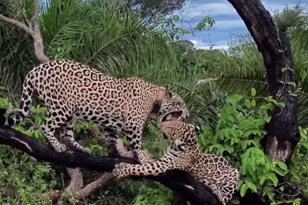 VÍDEO: Onça é flagrada dando bronca em filhote por roubar seu galho no Pantanal