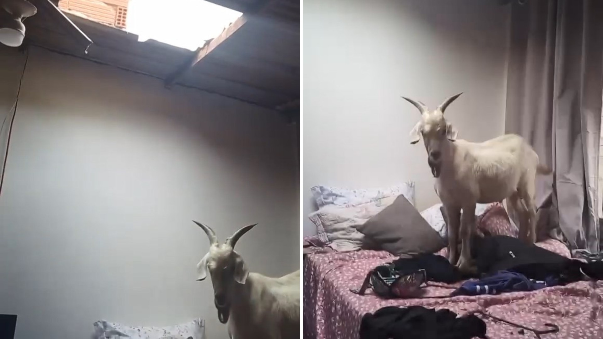 VÍDEO: cabra escala telhado, cai e vai parar em cima de cama em casa no ES