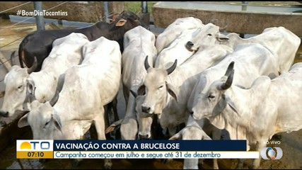 Prazo para imunização de bovinos e bubalinos contra brucelose segue até o fim do ano
