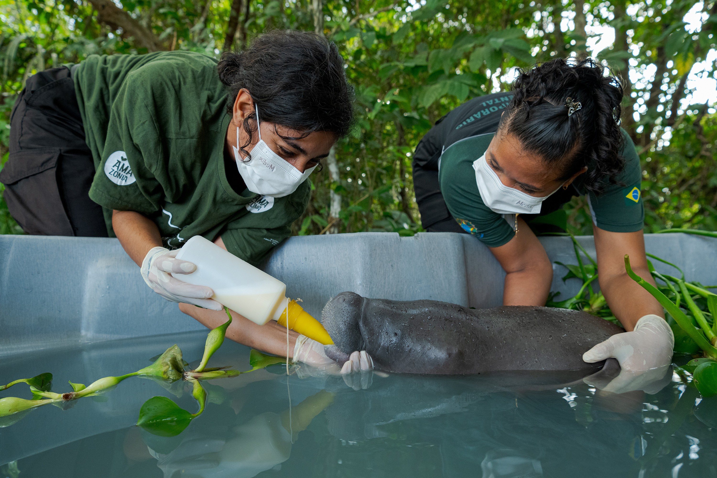 Filhote de peixe-boi é resgatado após ser encontrado sozinho e debilitado no interior do Amazonas