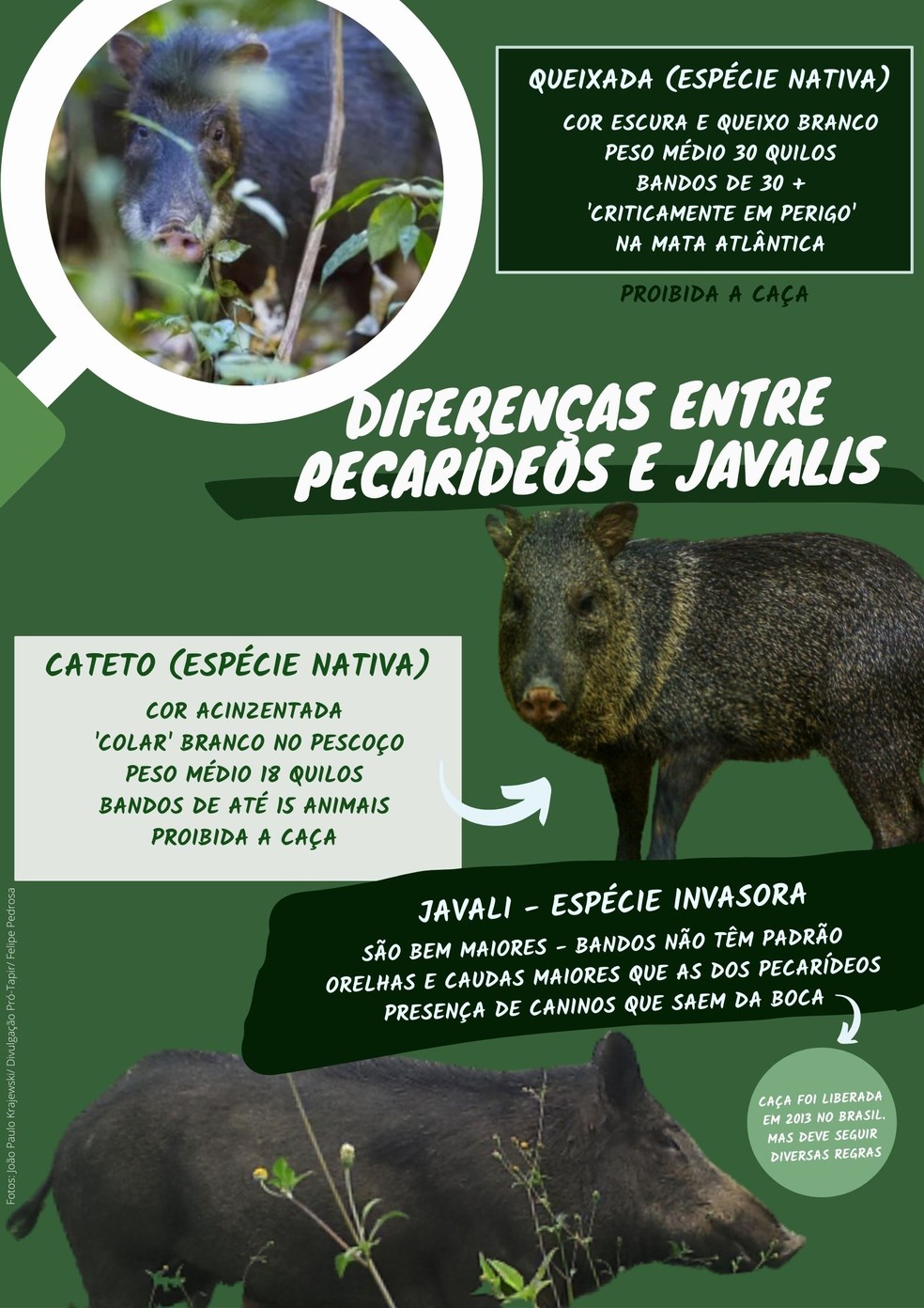 Saiba as diferenças entre os queixadas, catetos e javalis. — Foto: Arte TG