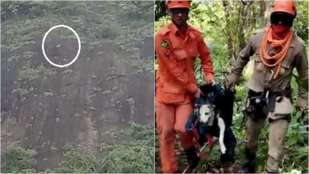 Cão preso em penhasco no Ceará é resgatado pelos bombeiros — Foto: BM/Divulgação