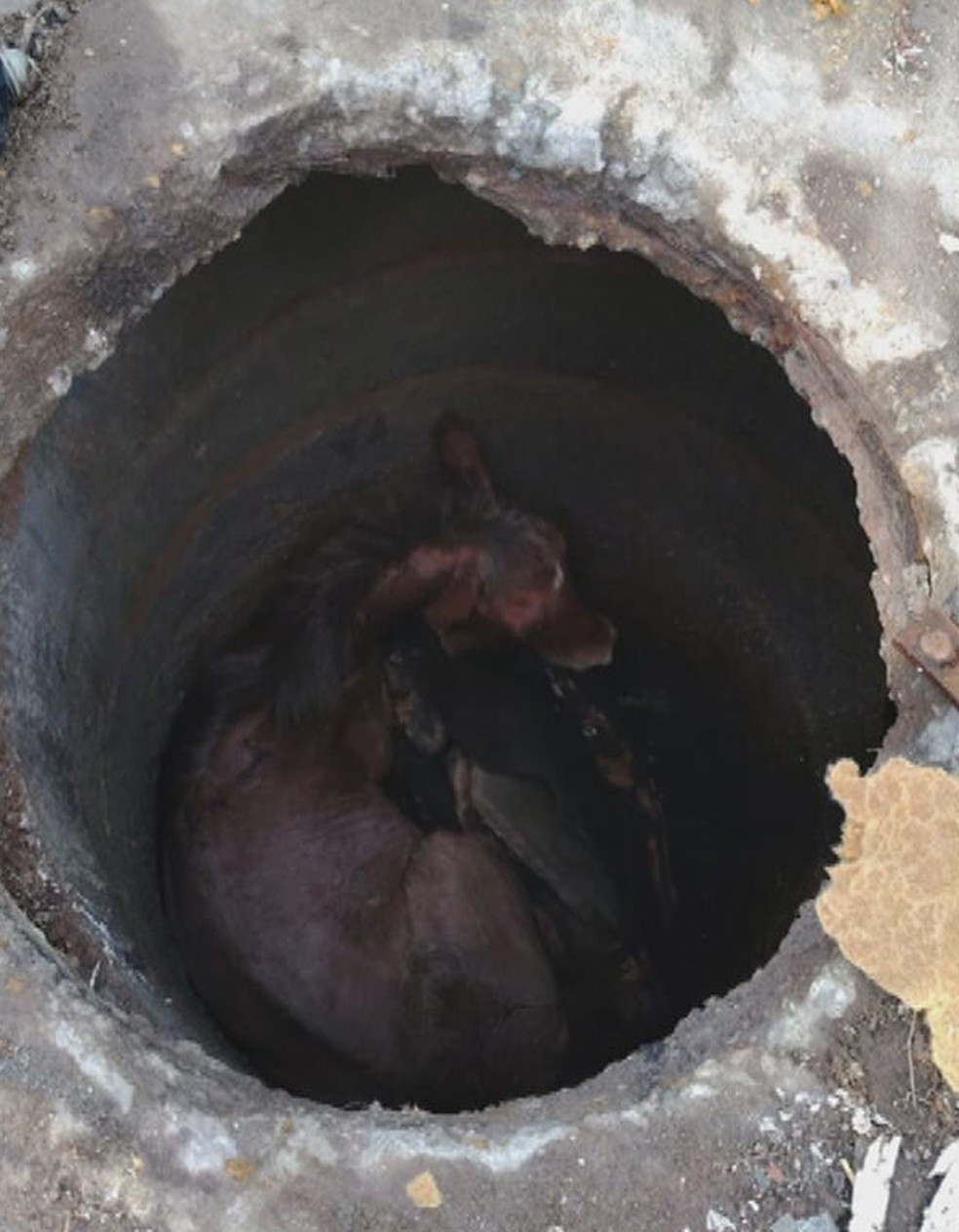 Cavalo caiu em bueiro de São Gonçalo e ficou preso — Foto: Reprodução
