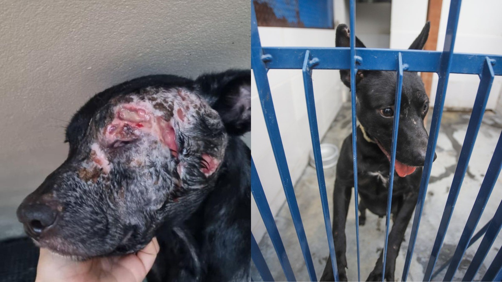 Florianópolis oferece tratamento gratuito contra leishmaniose em cães