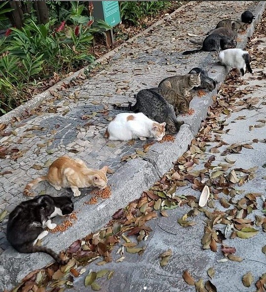 Funcionamento do Parque Municipal em BH é alterado para vacinação de gatos; veja novos horários