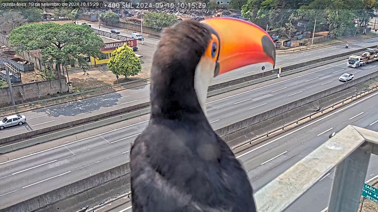 VÍDEO: tucano é flagrado 'se exibindo' para câmera na Rodovia Anhanguera, em Americana