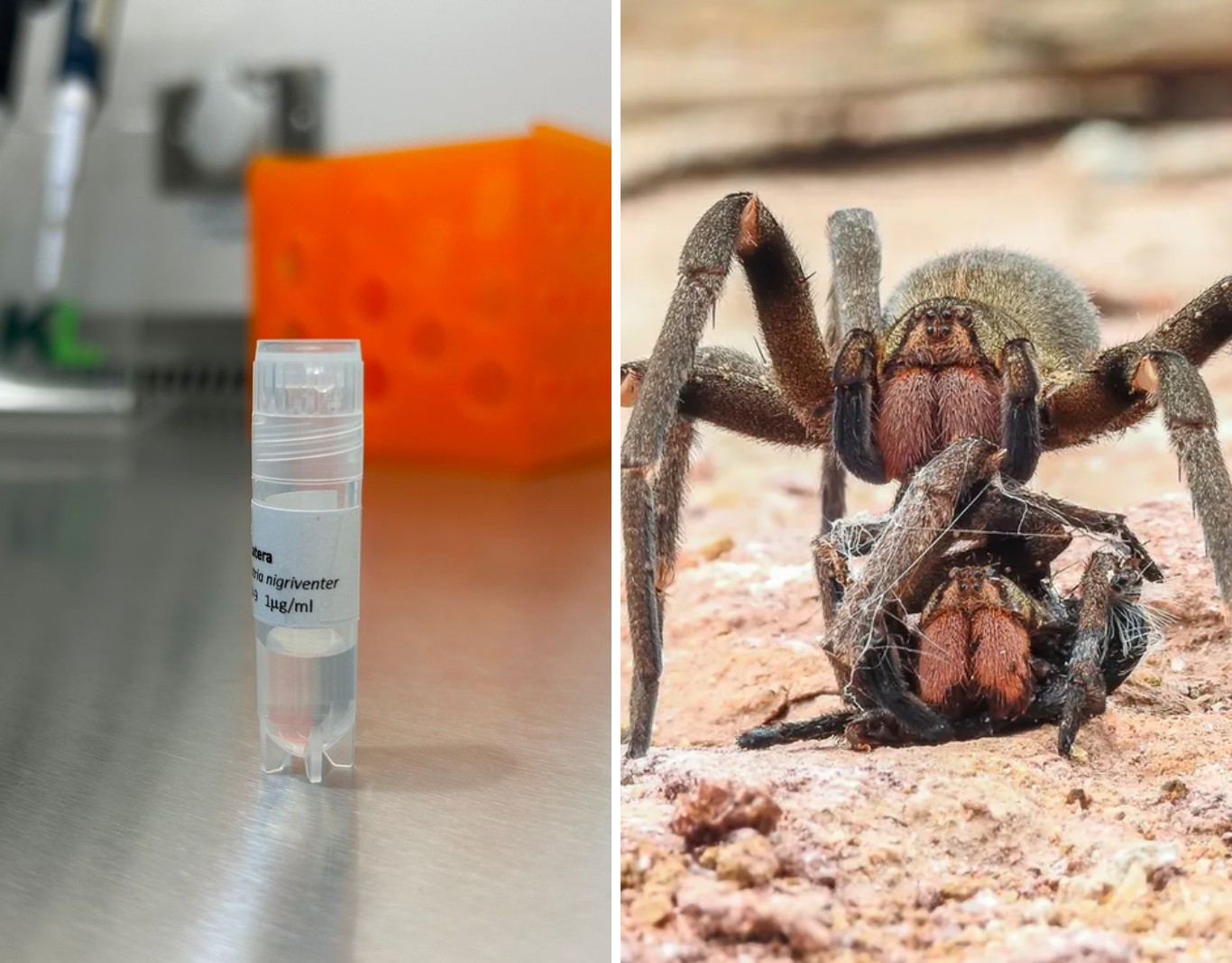 Como veneno de aranha-armadeira pode ajudar a tratar câncer de mama, segundo cientistas da Unicamp