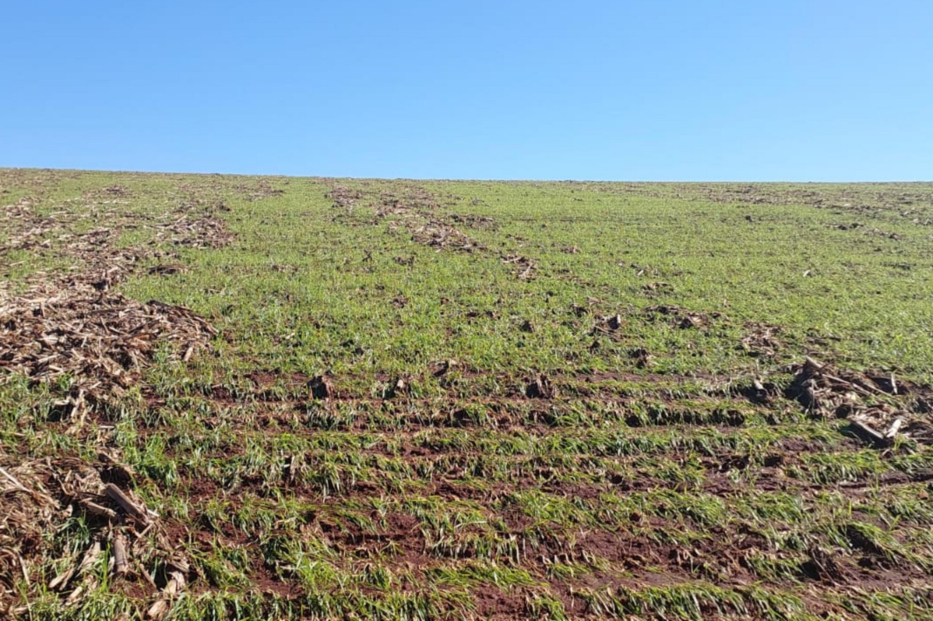 Chuvas, granizo e tornado deixam destruição em mais de 30 mil propriedades rurais e danificam lavouras no RS, diz levantamento