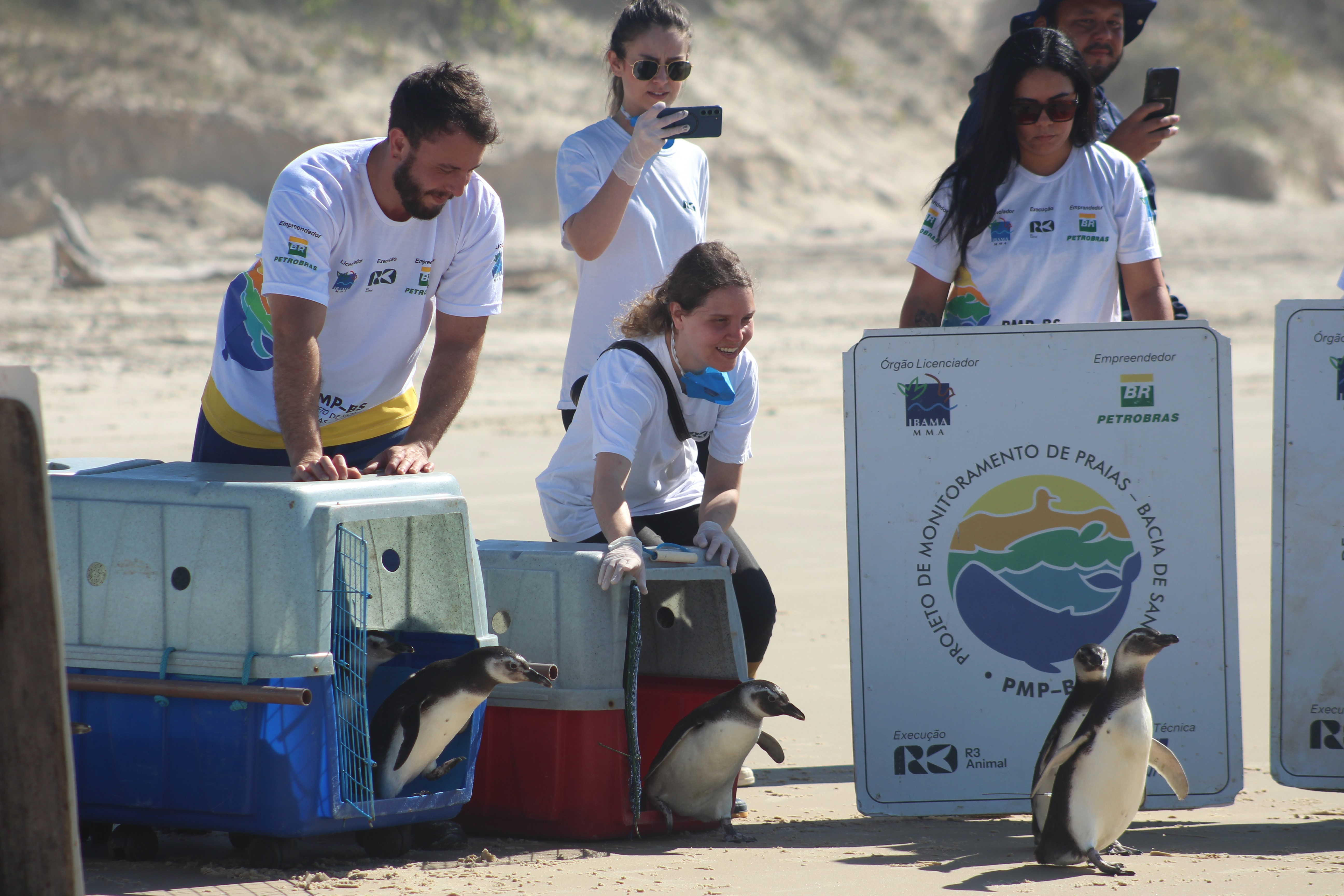 ‘Sorriam e acenem!’: 1ª soltura de pinguins reabilitados do ano tem corrida ao mar e 'closes' em SC; VÍDEO