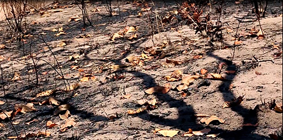 Chuva apaga incêndio na Apa Alter do Chão; imagens de satélite mostram  evolução das chamas, Santarém e Região