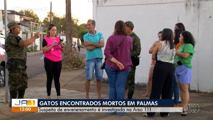 Gatos são encontrados mortos na região sul de Palmas