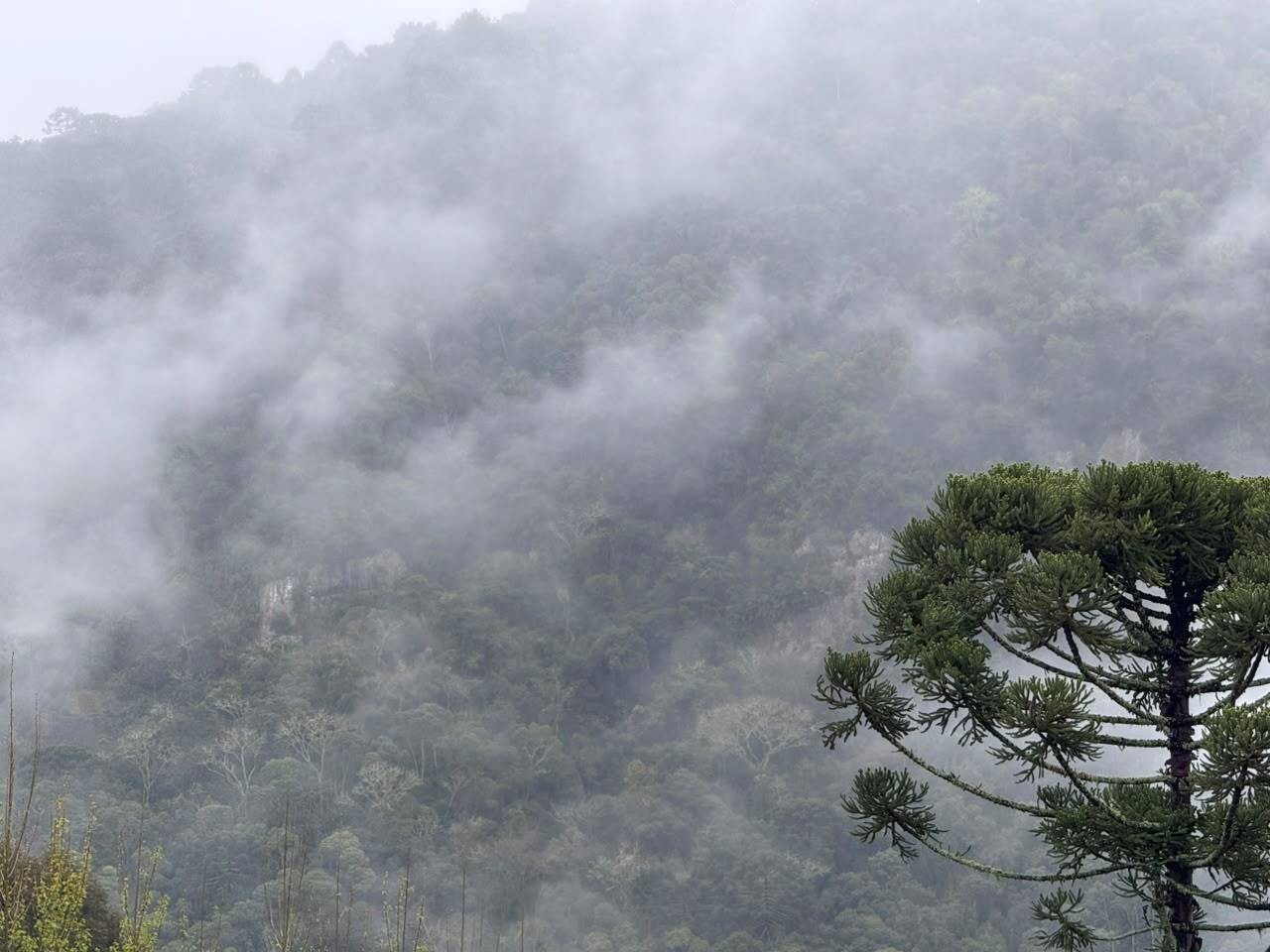 Fotos mostram nevoeiro em região onde equipes fazem buscas por helicóptero em SC; bombeiro diz que condição 'adversa' dificulta ação