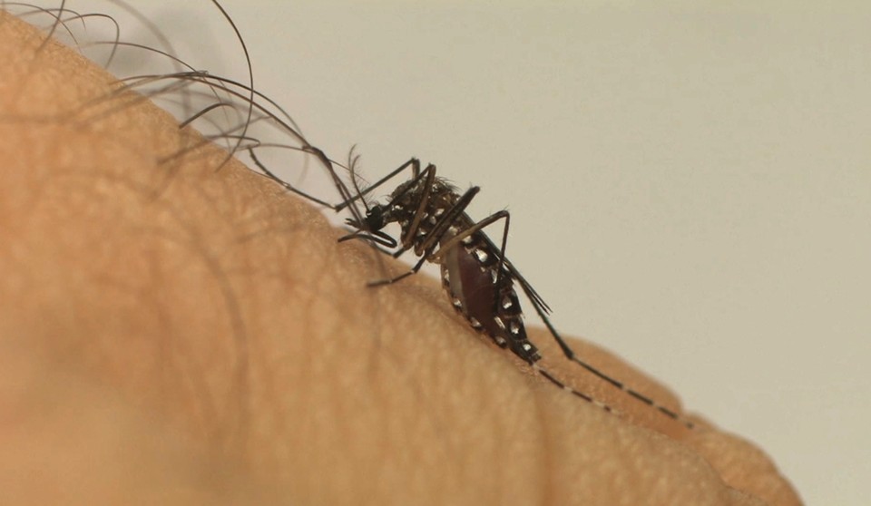 Dengue: ES decreta estado de emergência devido ao aumento de casos; 2 mortes já foram confirmadas