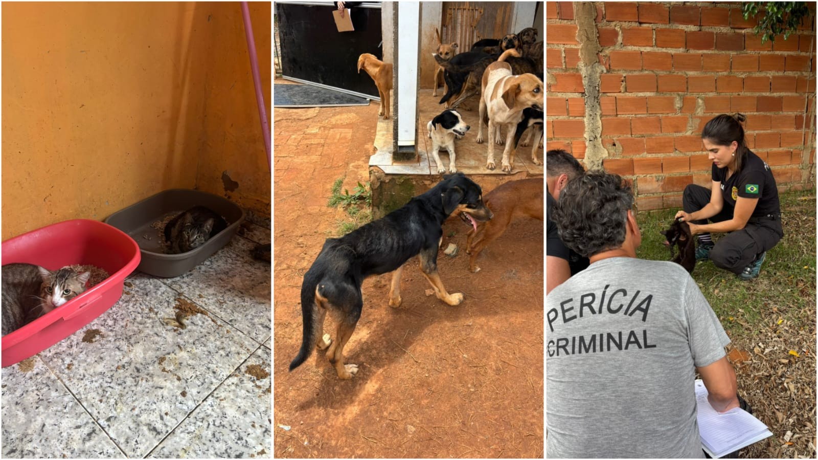 Mais de 90 animais são resgatados e casal é preso suspeito de maus-tratos em Araçoiaba da Serra