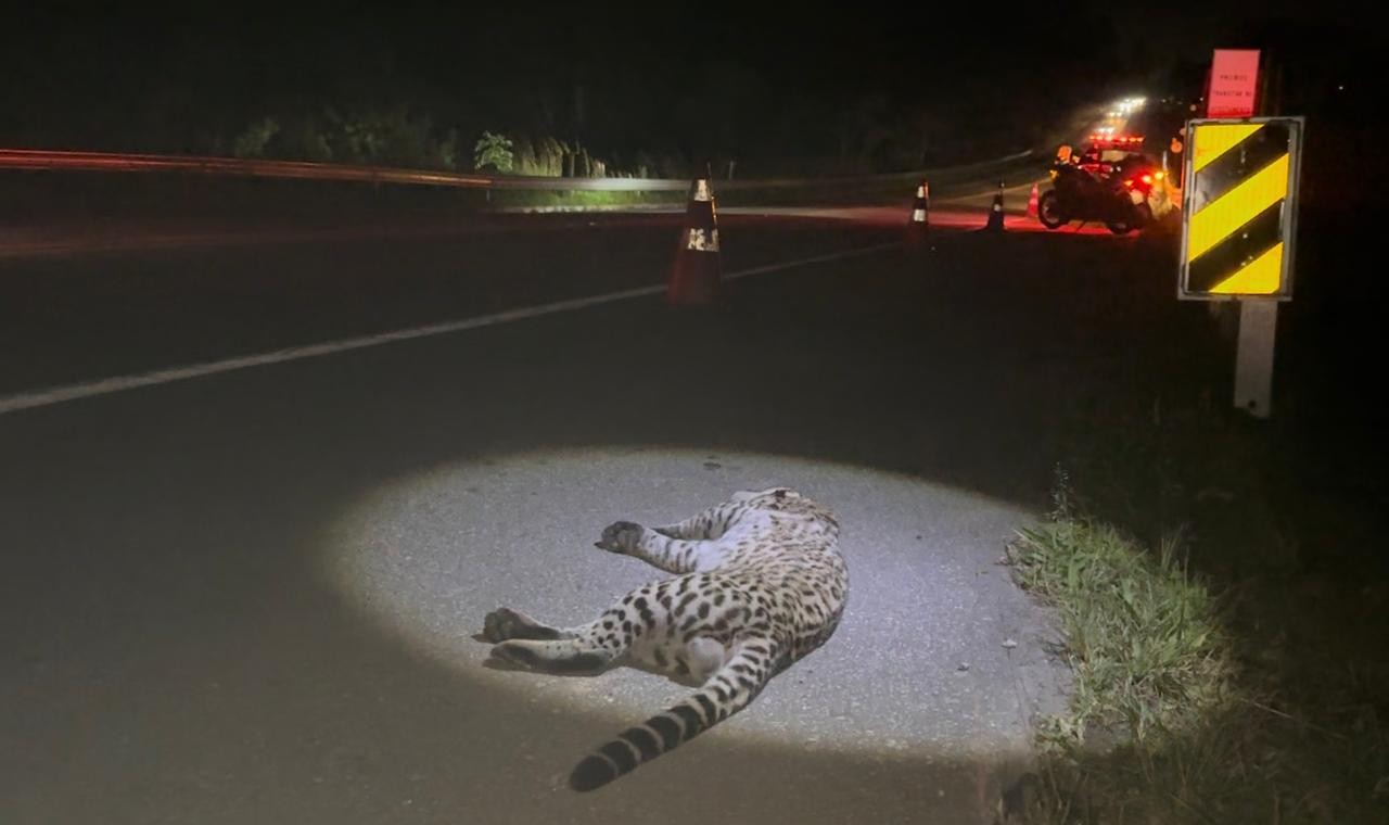 Jaguatirica morre após ser atropelada na Rodovia Floriano Rodrigues Pinheiro em Tremembé, SP