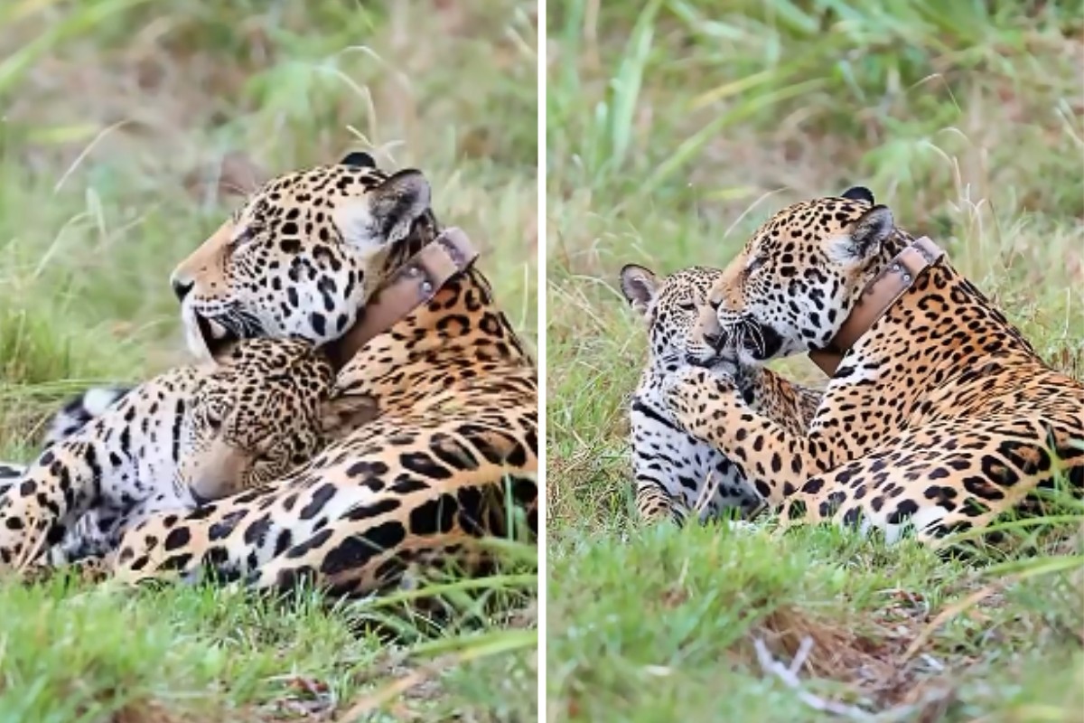 Alerta de fofura: Onça-pintada é flagrada trocando carinho com filhote no Pantanal; VÍDEO