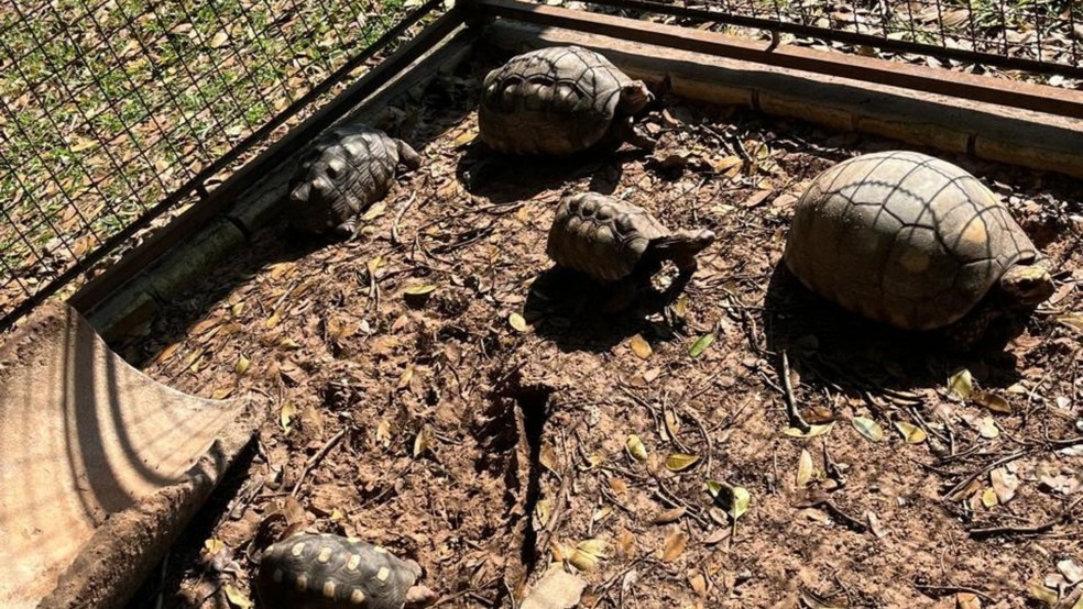 2 de 2
Polícia Ambiental apreende jabutis e javaporco mantidos sem licença em fazenda de Oriente (SP) — Foto: Polícia Ambiental