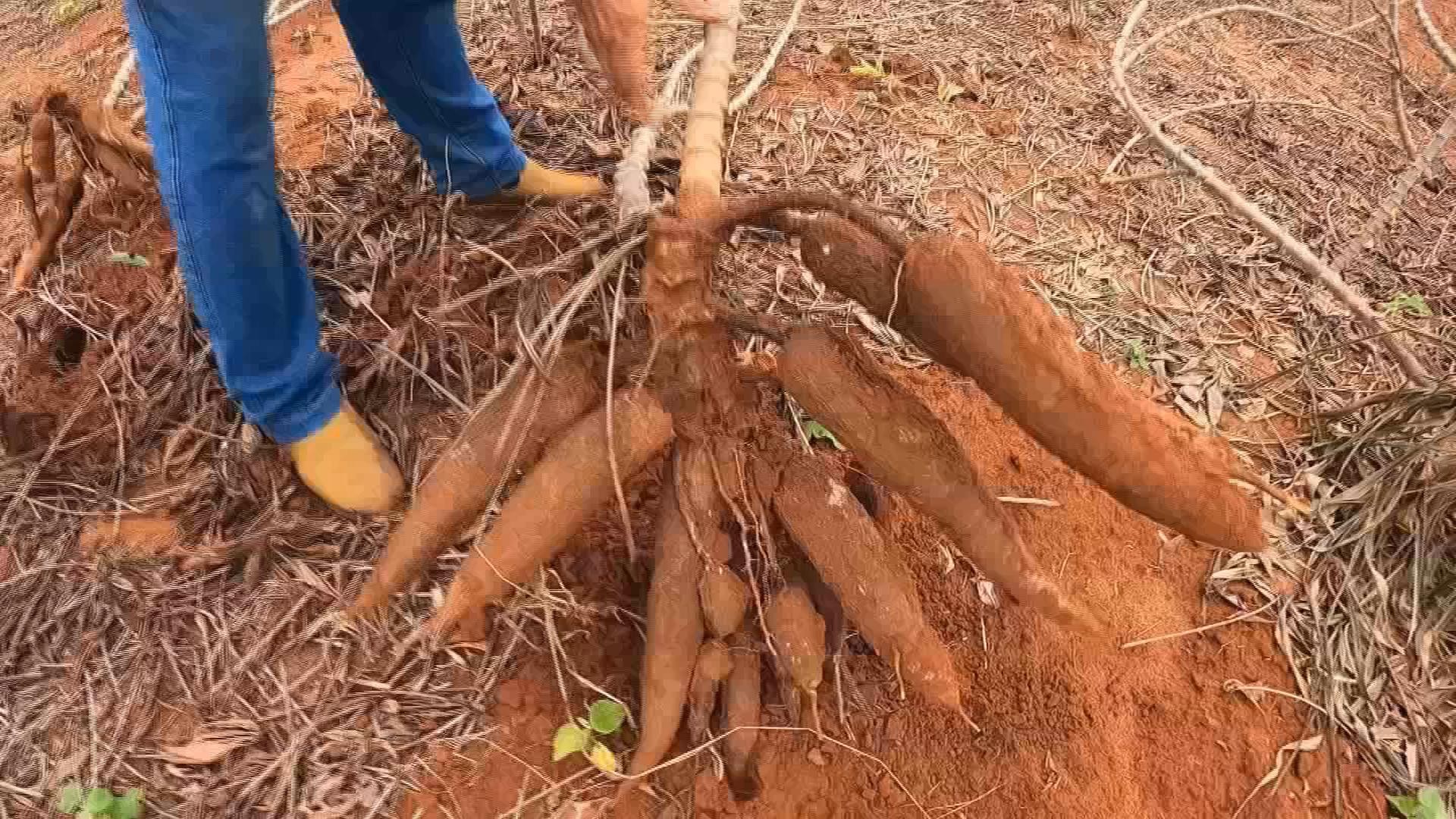 Calor e estiagem atrapalham produção de mandioca