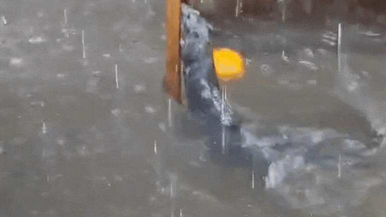 VÍDEO: Rato se 'agarra' a cadeira de bar para não ser arrastado por enxurrada em Juiz de Fora