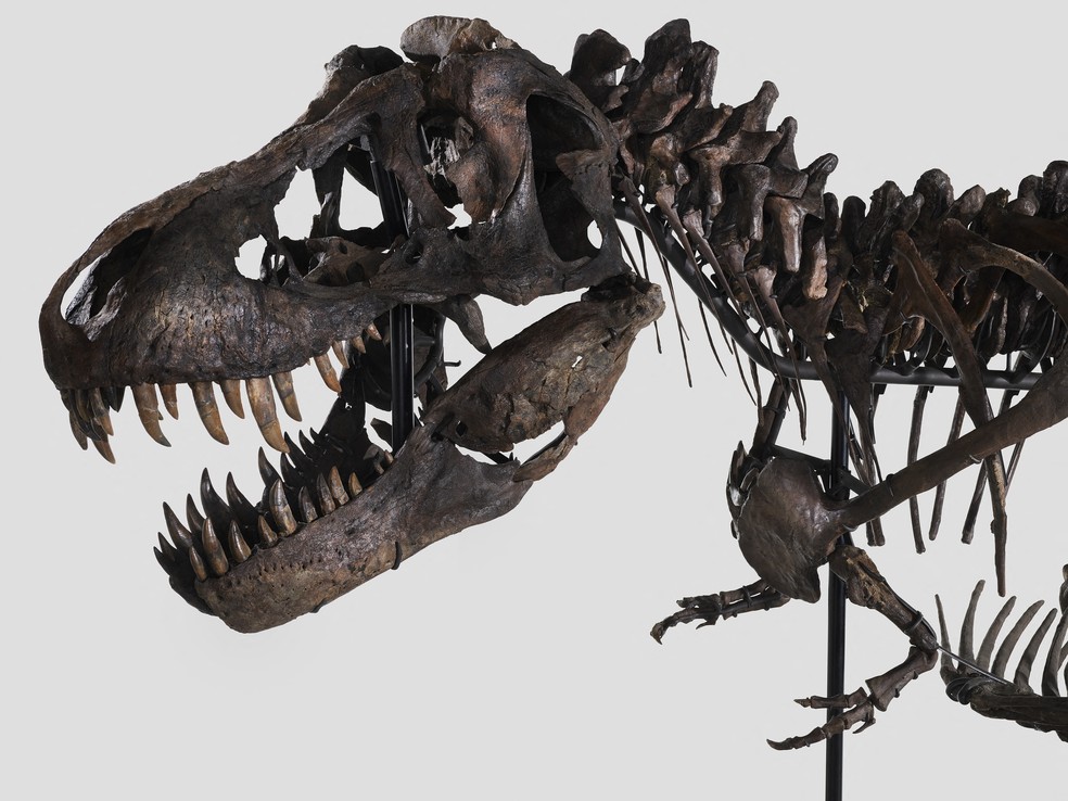 Esqueleto de T-Rex de 67 milhões de anos será leiloado na Suíça