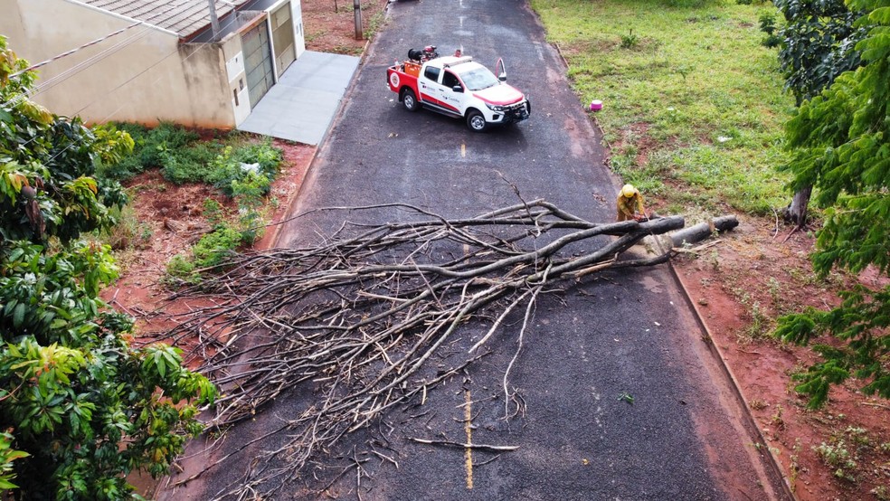 Árvores caíram durante vendaval em Castilho (SP) — Foto: Brigada de Castilho/Divulgação
