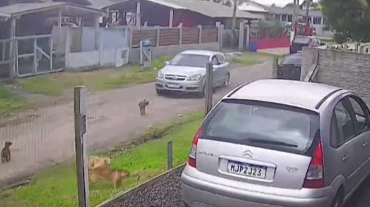 VÍDEO: Homem é detido após atropelar cachorro em Capão da Canoa; cão morreu