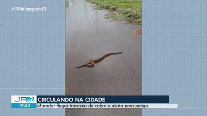 Morador flagra cobra atravessando rua em Palmas e alerta para perigo na região