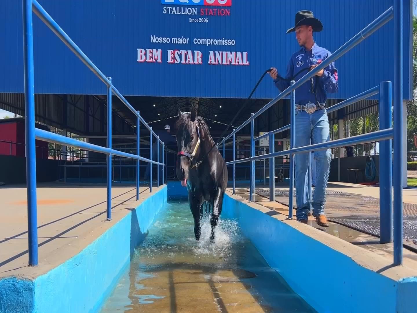 Cavalos contam até com ‘piscina’ em centros de reabilitação