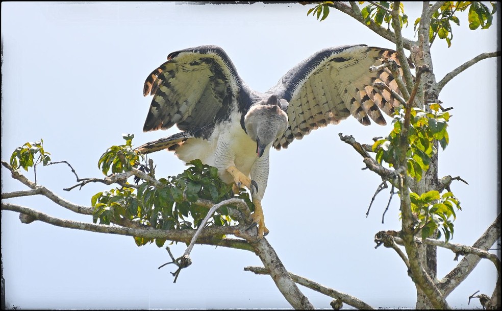 Harpia tem repertório vocal que impressiona pela potência e alcance — Foto: José Roberto Guido Mendez/Reserva Ecológica Cunhataí Porã