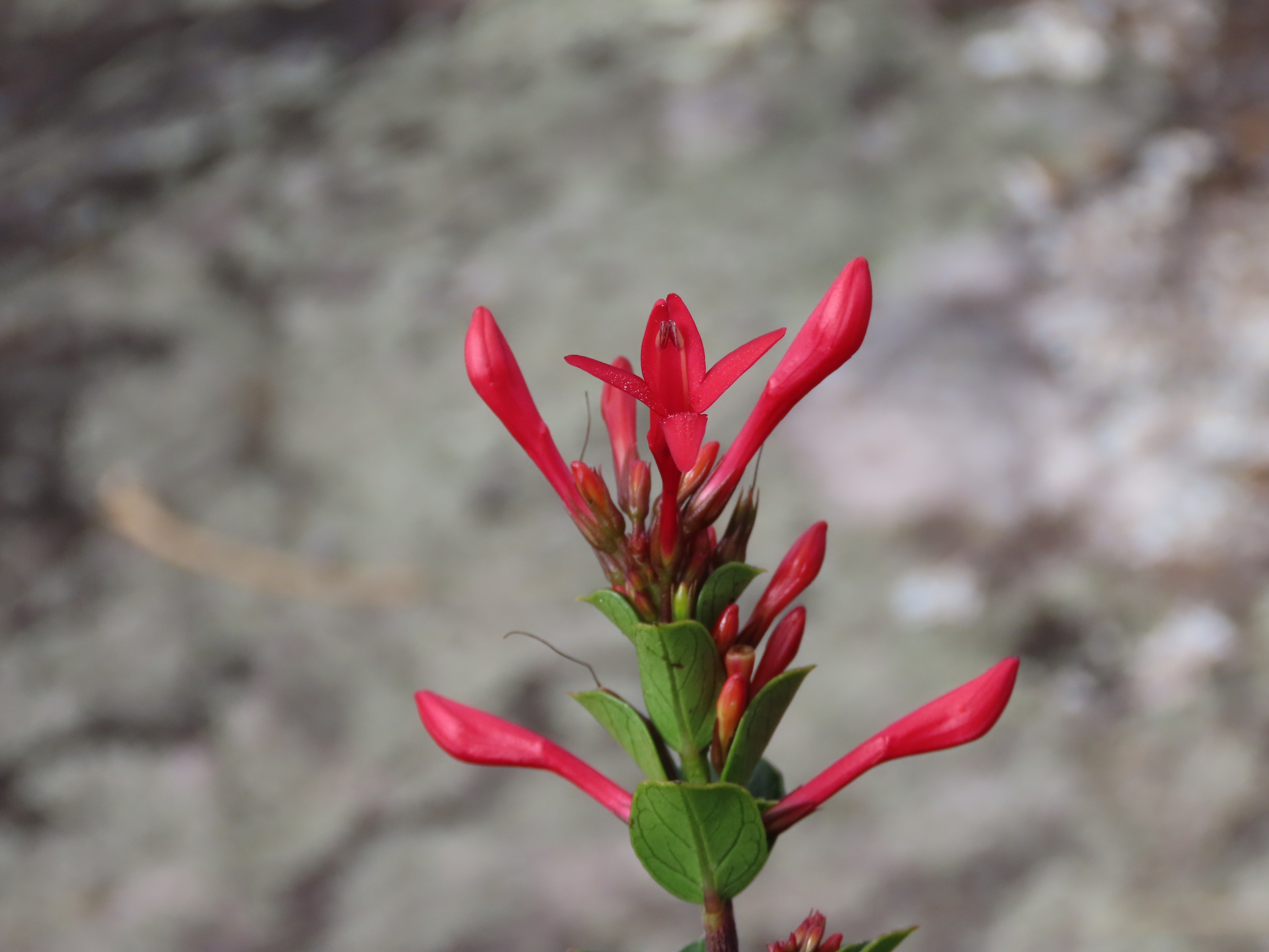 Após 12 anos de mistério, cientistas identificam planta inédita no Brasil