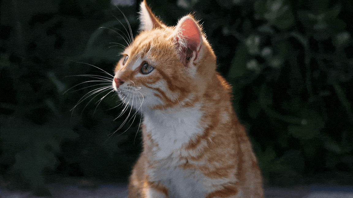 DF tem mais de mil vagas para castração gratuita de cães e gatos; cadastro é neste sábado 