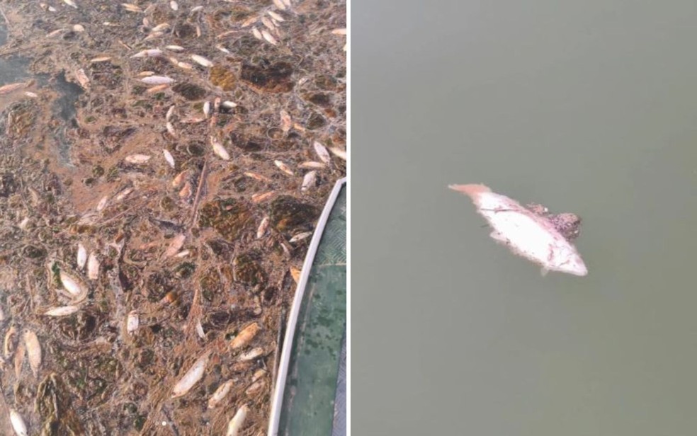 Peixes mortos no Lago Serra da Mesa, em Niquelândia — Foto: Divulgação/Batalhão Ambiental
